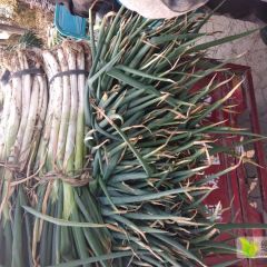 莱芜优质大葱 寻求各老板，商贩前来合作