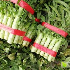 沂南大棚莴苣大量上市