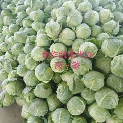 河南焦作博爱甘蓝严重滞销