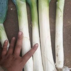 衡水二十亩地的铁杆大葱，质量一流