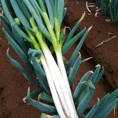 钢葱也同时出售葱苗欢迎订单