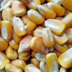 大量销售玉米 水15以下，容重760—770