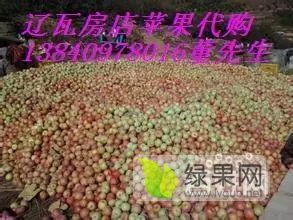 辽宁大连瓦房店国光苹果