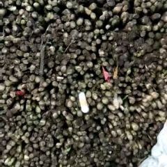 河北乐亭韭菜大量上市,各种规格齐全