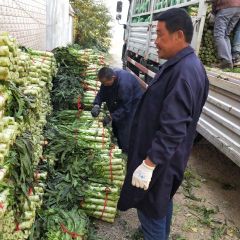 新野城南关甘篮.白菜花菜西兰花