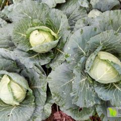 自家种植甘蓝现已大量上市