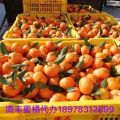 广西桂林大量南丰蜜桔上市