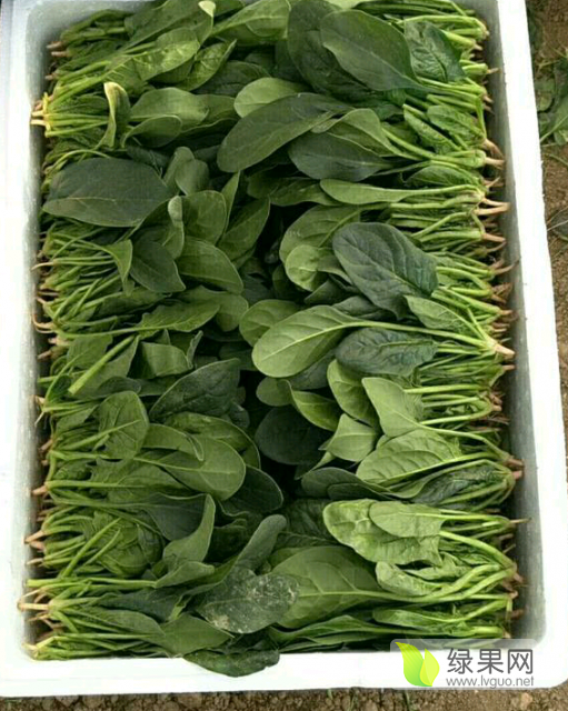 2018年山东金乡大叶菠菜价格
