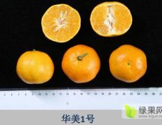 华美7号柑橘果华美7号柑橘种苗