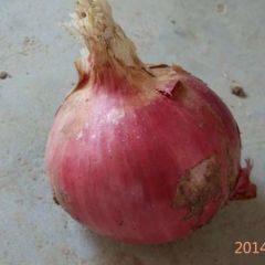 2018年11月山东潍坊昌乐出售红皮洋葱苗