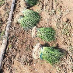 大量供应二红洋葱苗价格便宜