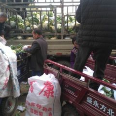 河南万亩菜花基地大量供应