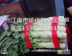 广州江南蔬果批发市场代销全国各地莴笋