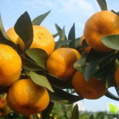 代办南丰蜜桔十年，具有丰富的代办经验，