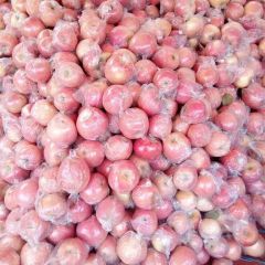 深州市精品红富士苹果大量供应