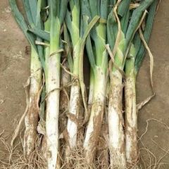 品相好，质量优，本地由于常年种植大葱