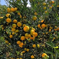 大量出售南丰蜜桔代办代发货