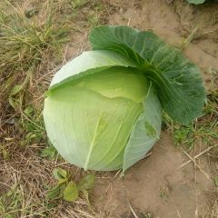 奥奇那扁包上市了，颜色好，质量好