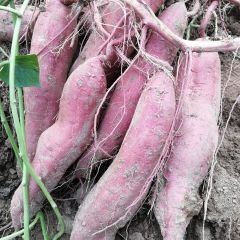 秦薯四号，五号窖里货马上出售