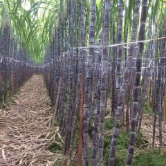 广西宾阳县黎塘镇黑皮甘蔗 新品种