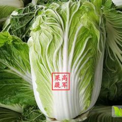 陕西渭南蒲城青杂三号秦白二号大白菜大量上市