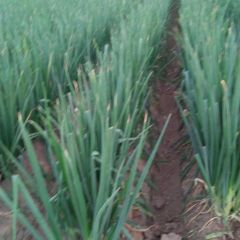 河南滑县长白大葱火热上市