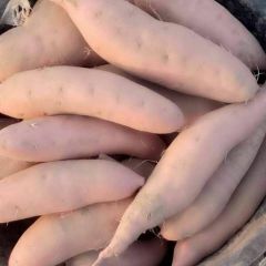 饶阳县大量库存龙薯九。西瓜红。