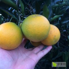 麻阳冰糖橙，10斤装一件代发甜蜜代理