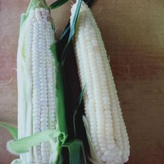 辽宁销售各种优质甜、糯玉米种子