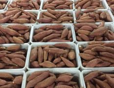 天津市宝坻区大量烟薯25，货源充足，欢迎订购