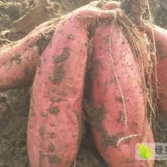 烟薯25，薯干，常年批发，货源充足