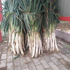 莱芜市长白大葱大量上市！！价格便宜！！