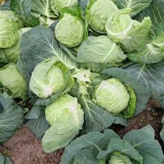 湖北中甘，绿甘蓝上市