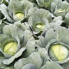 精品奥奇娜甘蓝，万亩蔬菜基地。