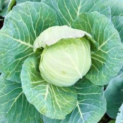 天门市迈川蔬菜种植基地