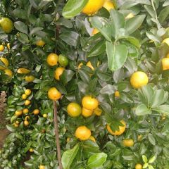 本处有大量贡桔 沙糖桔果好，交易方便，价格好