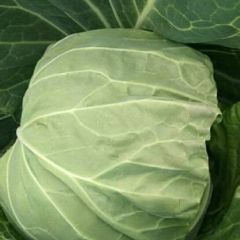 徐寨彩松果蔬代办大量供应捆把菠菜