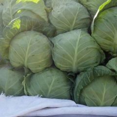 河北邯郸万亩蔬菜基地