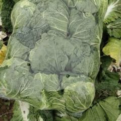 白菜、包菜、白萝卜质量好，量大