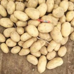 诚信武川，四子王旗土豆购销经纪人