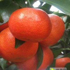 砂糖橘代办，桂林四塘镇