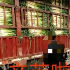 大葱基地，多年来一直致力于无公害管理模式