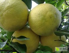 自家种植30年老树柚子～江永香柚