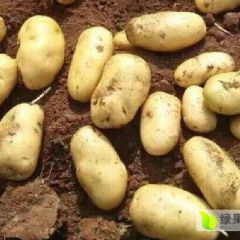 肥城土豆2两以上荷兰土豆，品质好