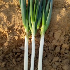 山东青岛平度的铁杆大葱质优价廉！