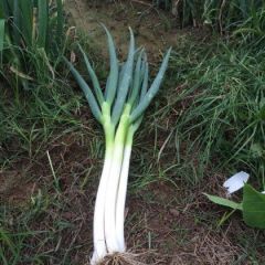 鹿邑长白大葱上市 葱直、叶绿