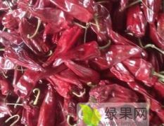 供应辽宁凌海板椒 品种有北京红 状元红辣椒