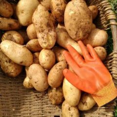 大量出售代收各种白心，黄心洋芋