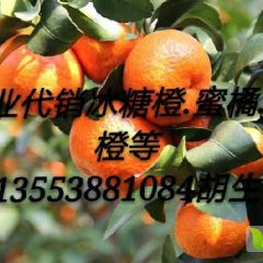 下桥市场专业代销冰糖橙.蜜橘.脐橙