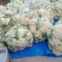 优质有机花 有20多年的代办经验